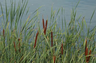Typha latifolia